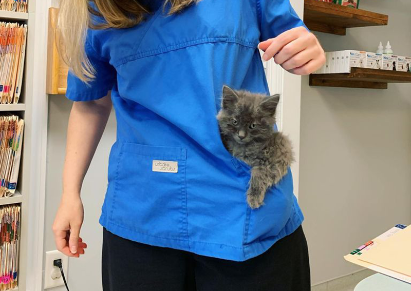 Carousel Slide 3: Kitten Veterinary Care, Millis